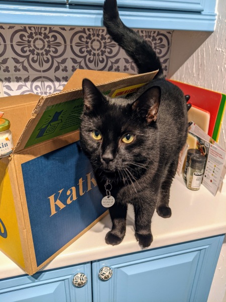 To consider rehoming my cat?