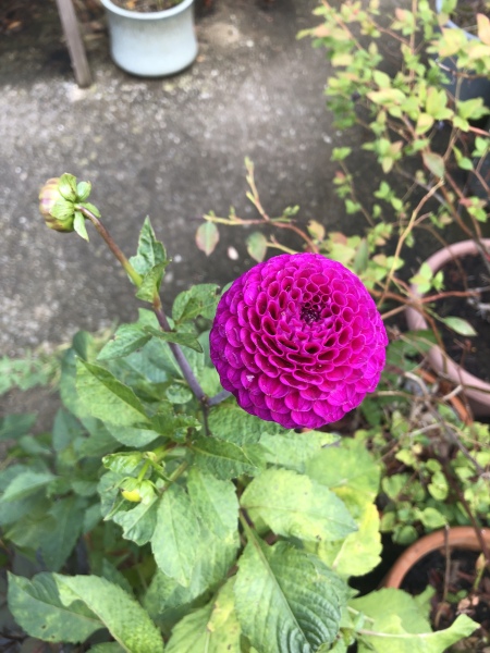 Who’s growing Dahlias this year