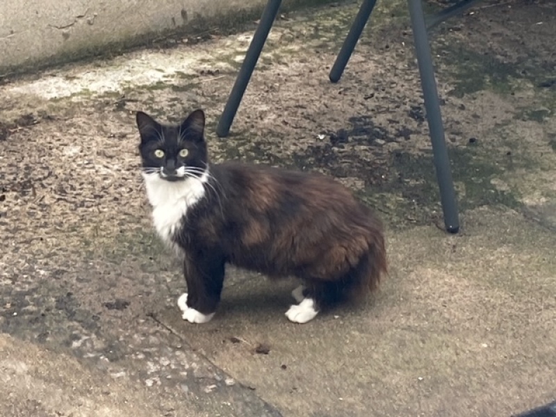 I appear to have cats