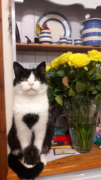 What to put on a Welsh dresser