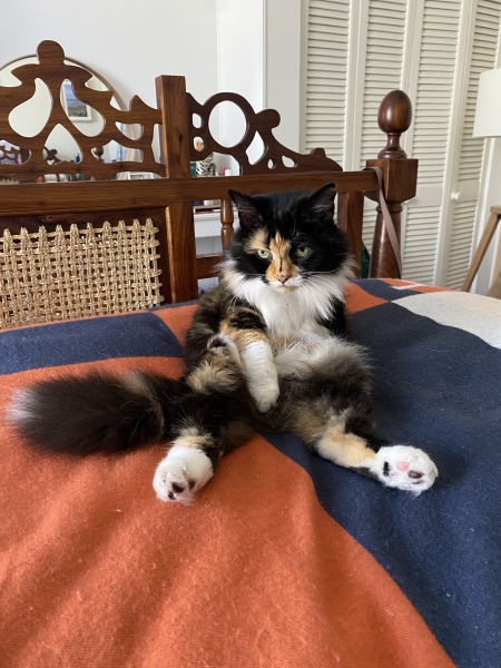 Scared cat hiding in house