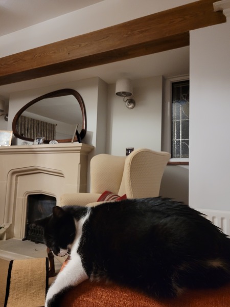 Does your cat like what you feed them and if so, what is it?!