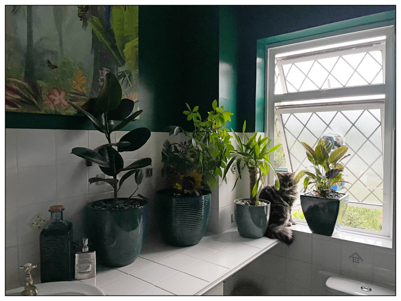 Plants in my bathroom