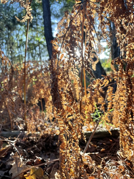 Come chat hiking with me!