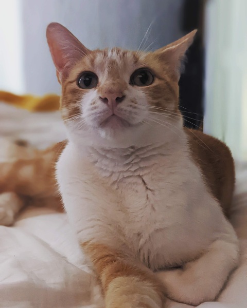 Help? I've acquired a very young kitten?