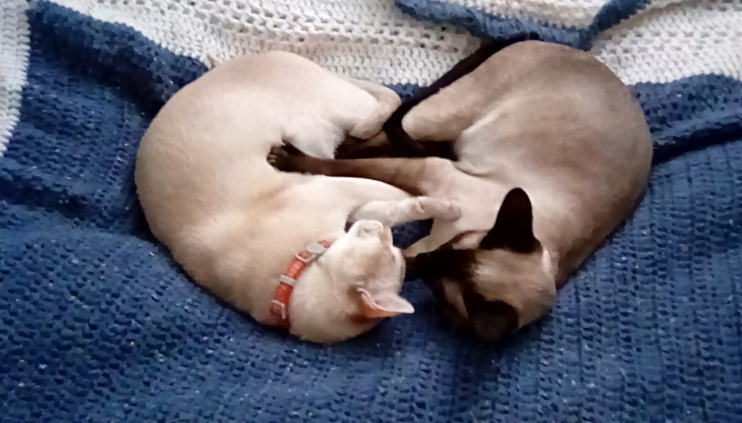 Do I have a Burmese?