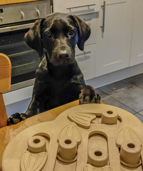Puppy Survival Thread: Surviving into Summer 2022