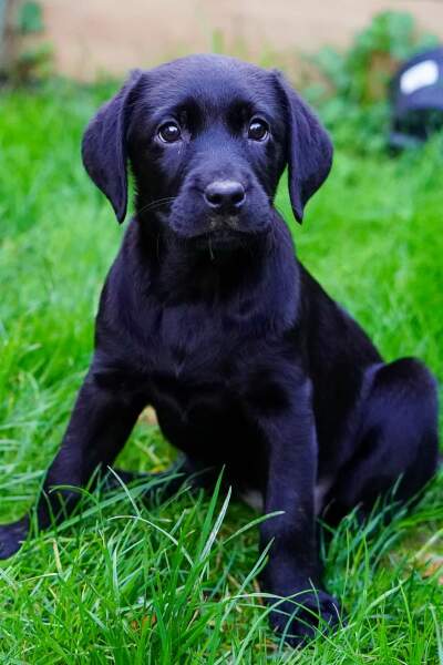 Names for female black labrador 