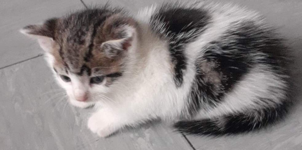 Help? I've acquired a very young kitten?