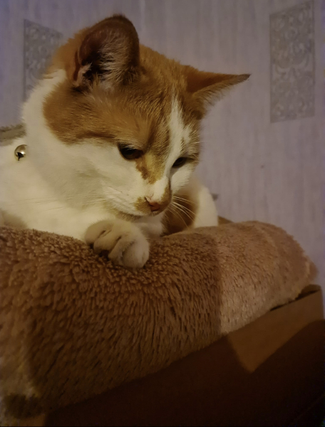 My cat hasn't returned... concerned!