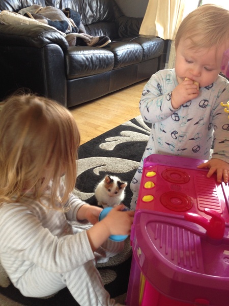 Help? I've acquired a very young kitten?