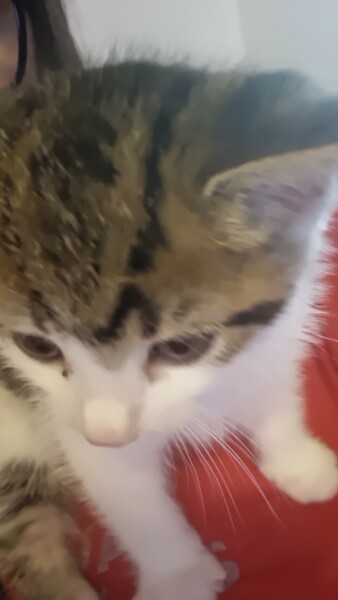 Help? I've acquired a very young kitten?