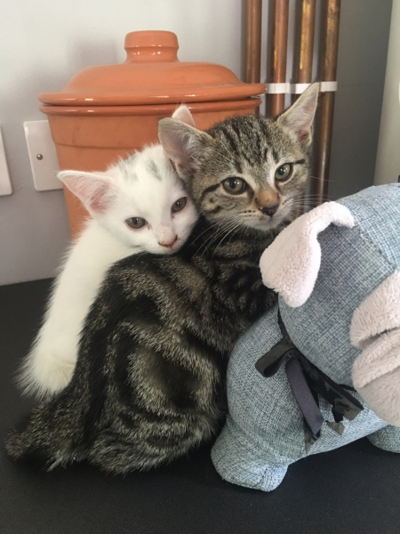 Help me name my kitten
