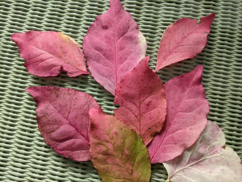 Bush ID, please!