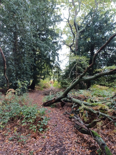 Come chat hiking with me!