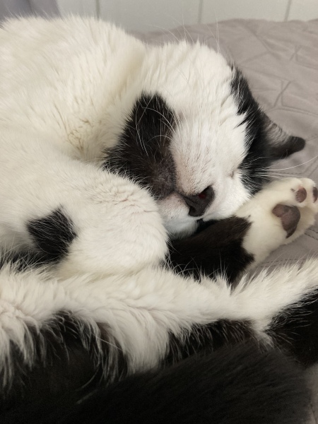 I love my cat too much is this normal 