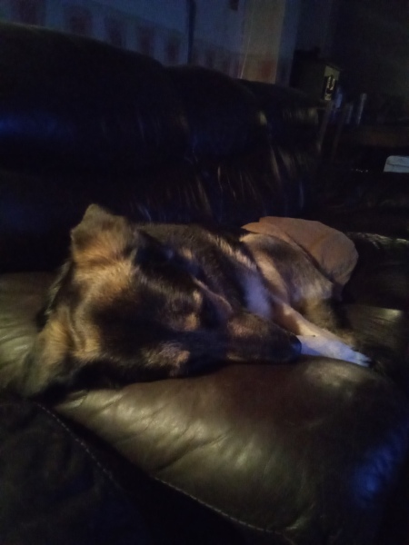 What is your pet up to right now?