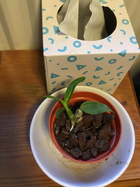 Is this orchid dying?