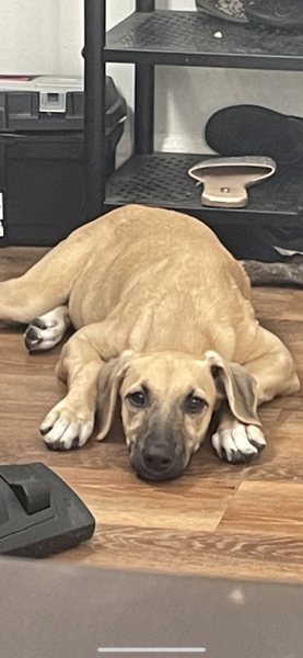 What breed is my pup?