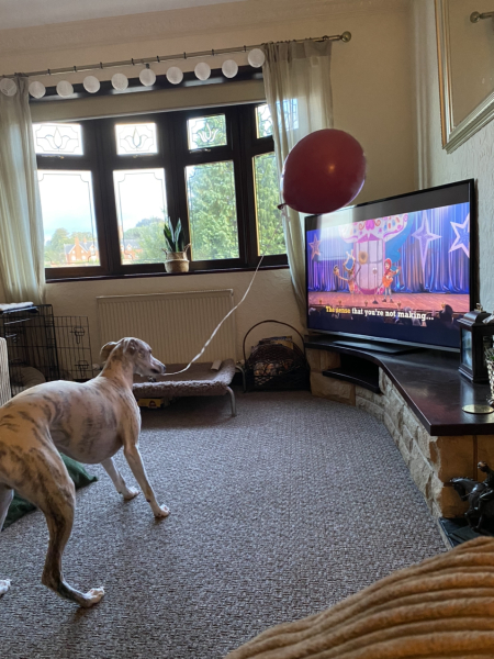 What is your pet up to right now?