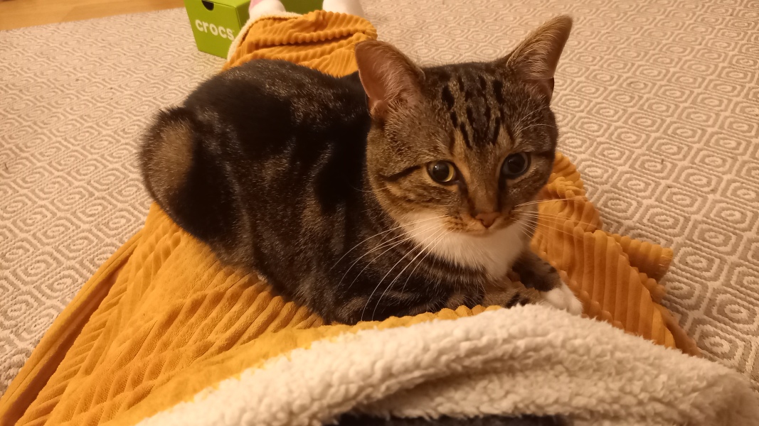 Cat scratcher