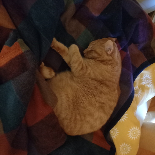 Cats!