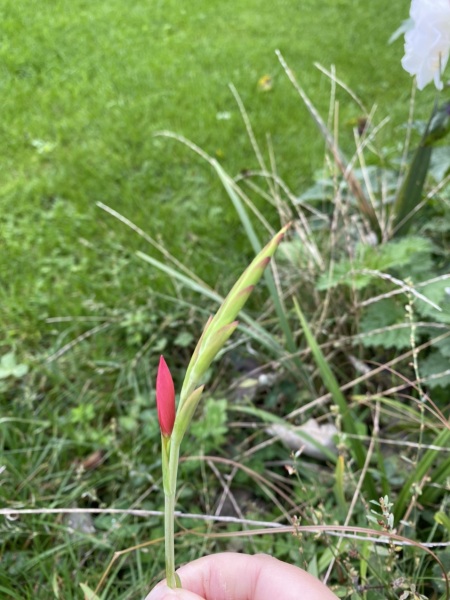 Is this gatecrasher a crocosmia?