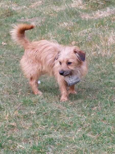 Just for fun...can you get my dogs breed?