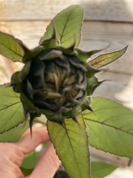 Could this be a sunflower?