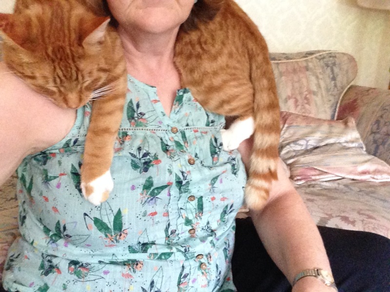 New kitten wrapping0 himself round our neck (cute pics)!