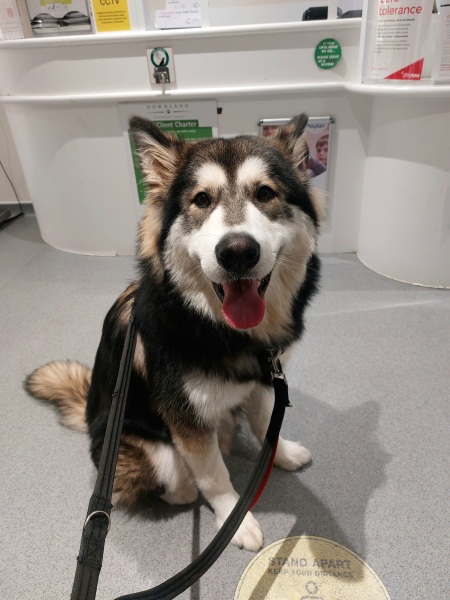 Have you managed to upset your dog this weekend 