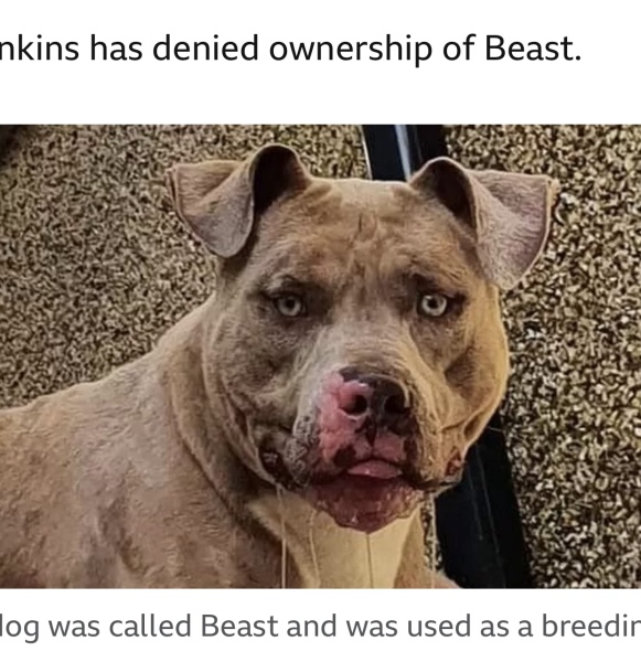 Sick of these XL bully owners 