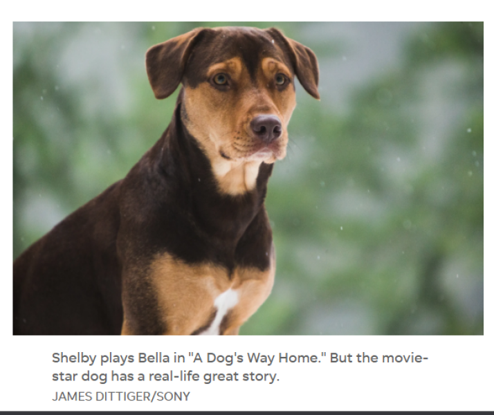 Would your dog protect your home?