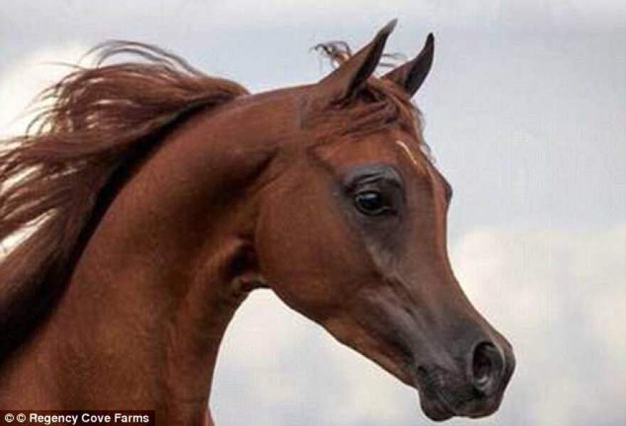 Will my Frenchie really only live til 6 years ?  