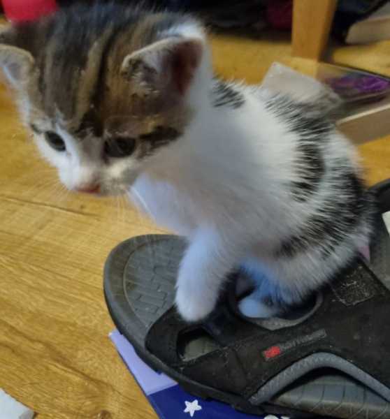 Help? I've acquired a very young kitten?