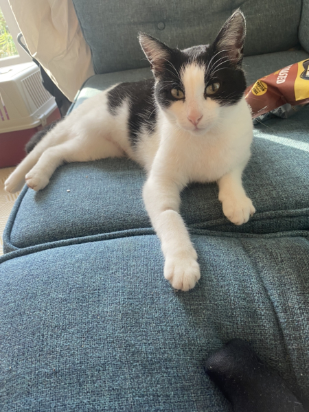 Rescue centres refusing to let us adopt