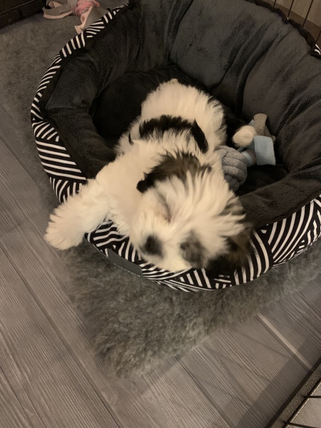 Puppy Survival Thread - as we approach Fireworks night for the first time…