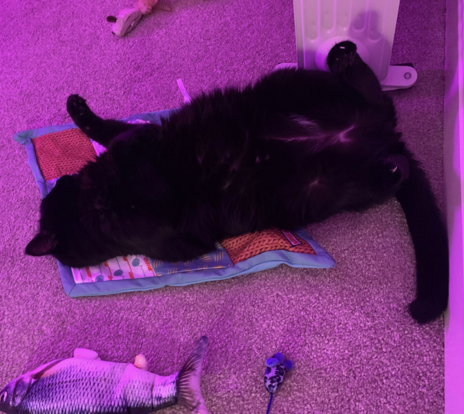 Demanding cat - to want some time to myself??