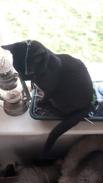 I appear to have cats