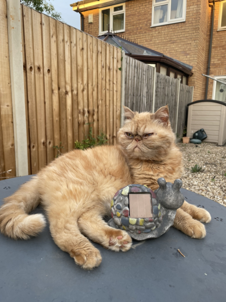 Help? I've acquired a very young kitten?