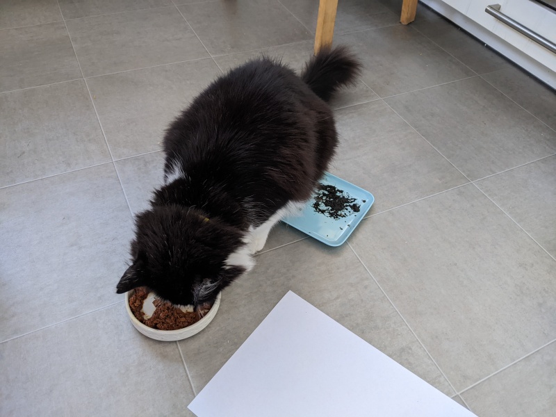 Would fingerprinting the cat be too weird?