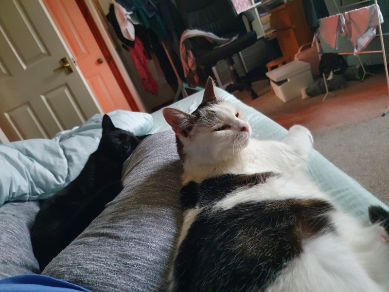 My Maine Coon was allowed to sleep on the bed last night