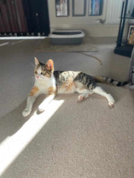 Meet Sushi