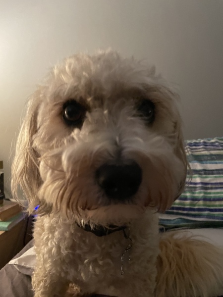 What is your pet up to right now?