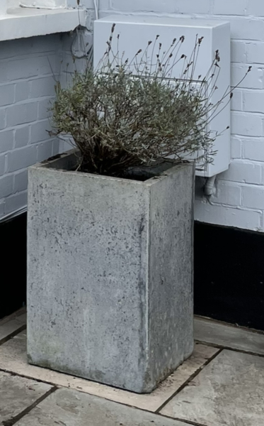 Is this lavender plant dead? Does it need binning?