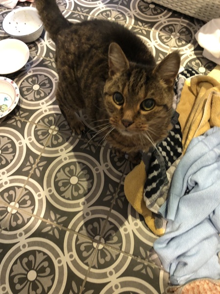 Help? I've acquired a very young kitten?