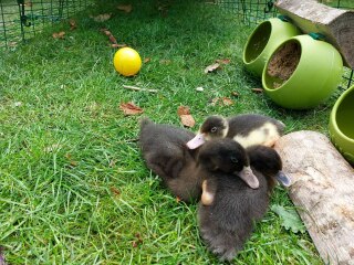 Ukraine Invasion: Part 32