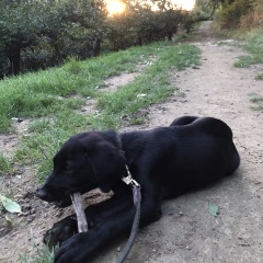 Puppy Survival Thread - as we approach Fireworks night for the first time…