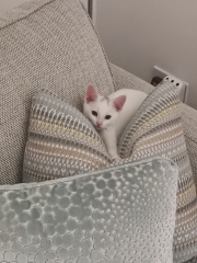 New kitten wrapping0 himself round our neck (cute pics)!