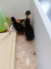 Ukraine Invasion: Part 32